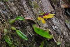 Bulbophyllum retusiusculum