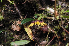Bulbophyllum retusiusculum