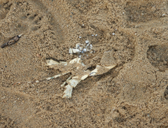 Panulirus ornatus
