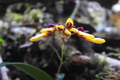 Bulbophyllum retusiusculum