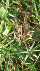 Lycosidae
