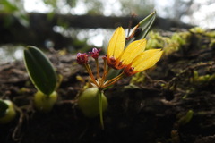 Bulbophyllum retusiusculum