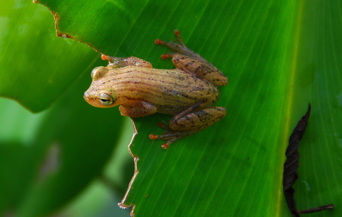 Harald's Treefrog, Dendropsophus haraldschultzi