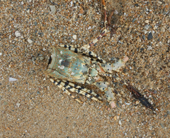 Panulirus ornatus