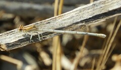 Platycnemis pennipes