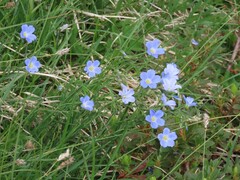 Linum perenne