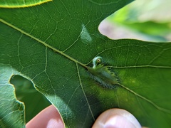 Callirhytis pigra