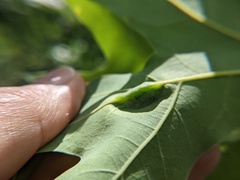 Callirhytis pigra