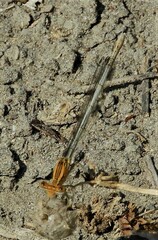 Platycnemis pennipes