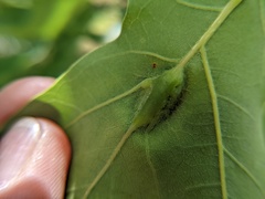 Callirhytis pigra