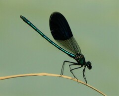 Calopteryx splendens