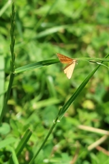 Idaea serpentata