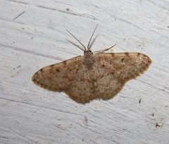 Scopula asellaria