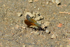 Piruna pirus