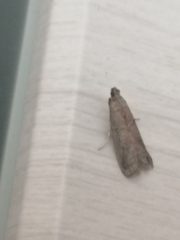 Ephestia elutella