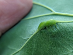 Callirhytis pigra