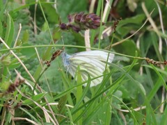 Pieris bryoniae