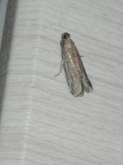 Ephestia elutella