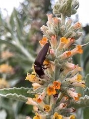 Elaterini