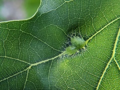 Callirhytis pigra