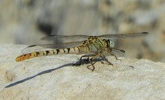 Onychogomphus flexuosus