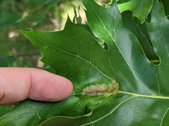 Callirhytis pigra