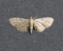 Eupithecia haworthiata