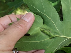 Callirhytis pigra