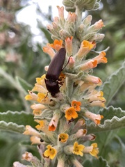 Elaterini