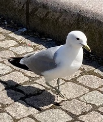 Larus canus