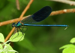 Calopteryx splendens