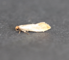 Tinea semifulvella