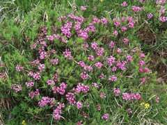 Daphne striata