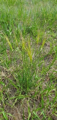 Hesperostipa comata