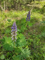 Lupinus polyphyllus