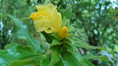 Costus villosissimus