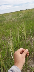 Hesperostipa comata