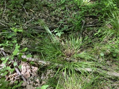Carex gracillima