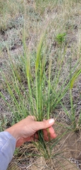 Hesperostipa comata