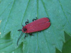 Dictyoptera