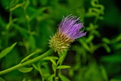 Cirsium carolinianum