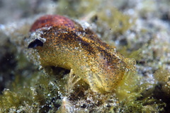 Haminoea orbignyana