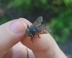 Hybomitra bimaculata