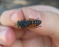 Hybomitra bimaculata