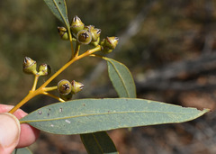 Eucalyptus ammophila