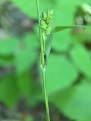 Carex grisea