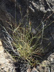 Aristida exserta