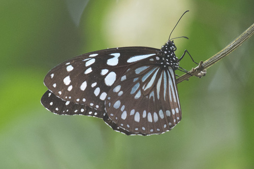 Blue Monarch