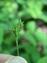 Carex grisea