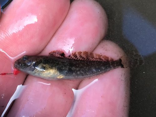 Netdonderpad (Cottus perplexus) — Cottidae — 5